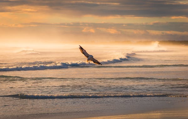 Prophetic Living Insight: Soar Like An Eagle